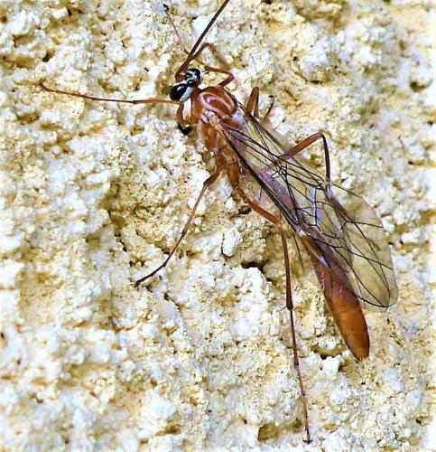 Réf. 294 146 : Ophion obscuratus